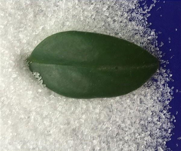 硫酸鎂價格貴嗎？農用硫酸鎂有什么作用